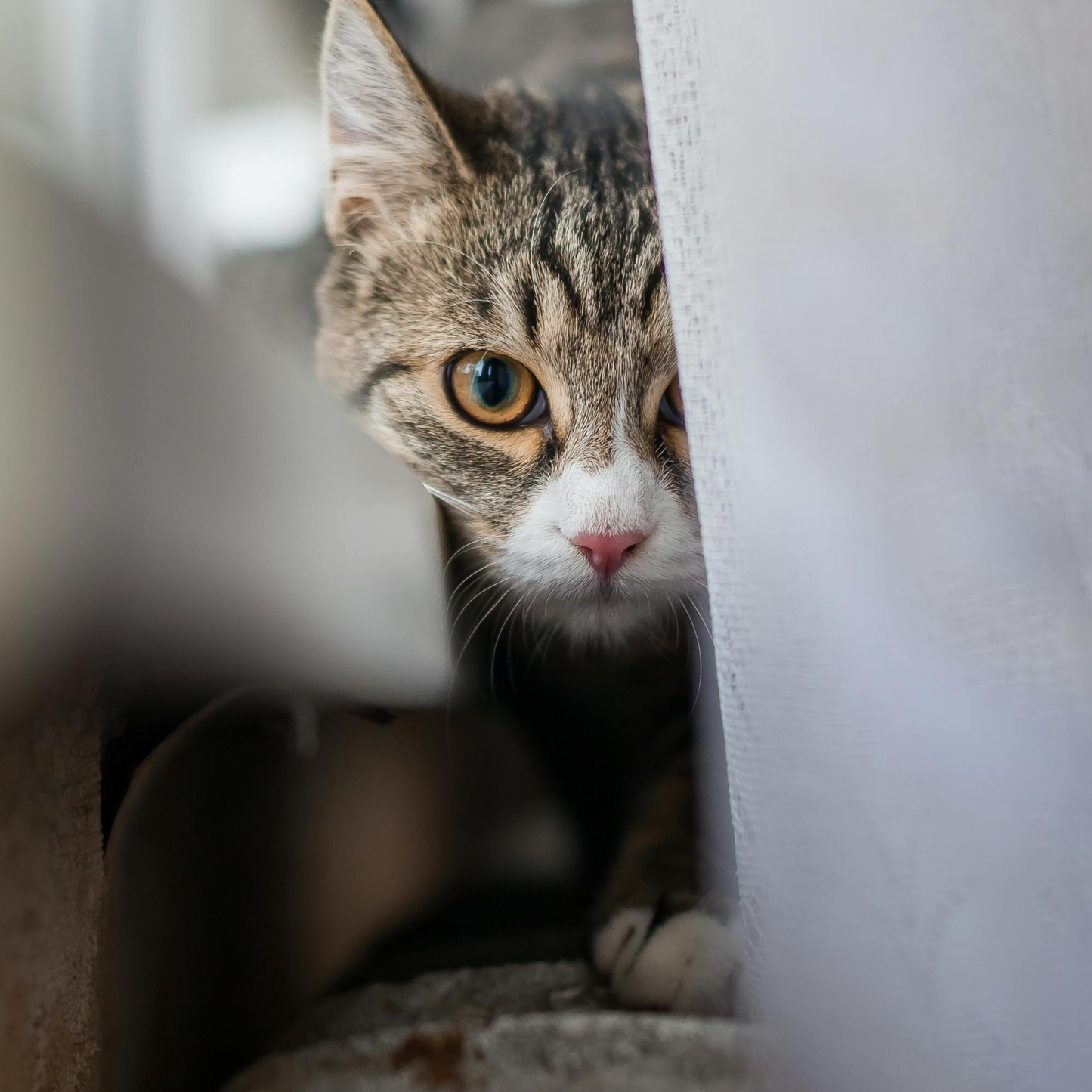 Support Animal Rescue