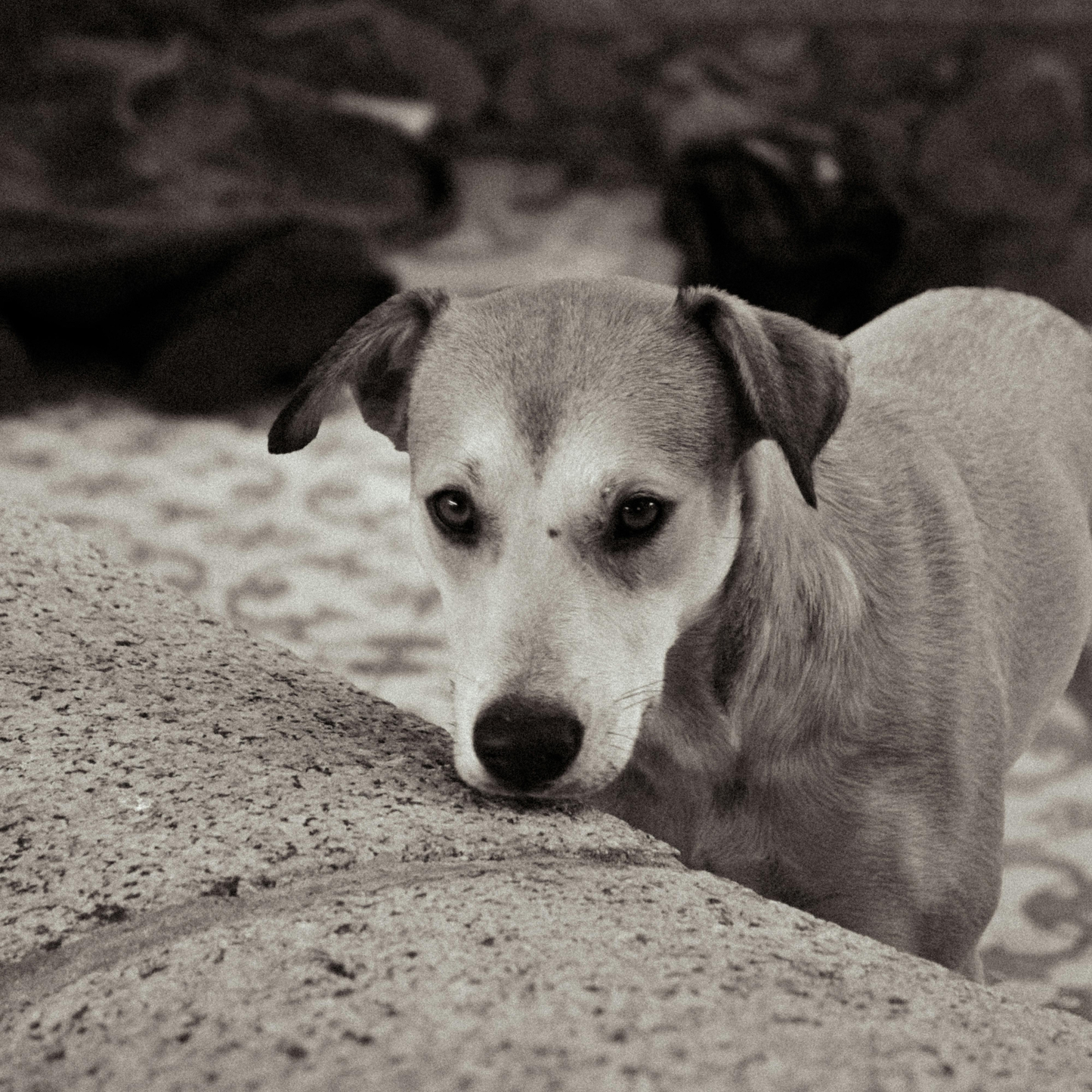 Support Animal Rescue